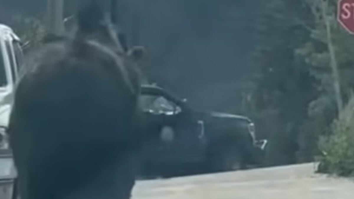 Yearling bull moose filmed walking through Idaho Springs, Colorado.